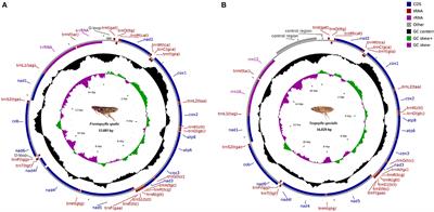 Analysis of complete mitogenomes and phylogenetic relationships of Frontopsylla spadix and Neopsylla specialis